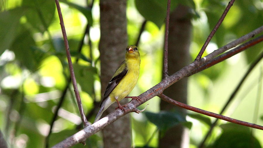 IMG_8047 -  American Goldfinch Photograph by Travis Truelove
