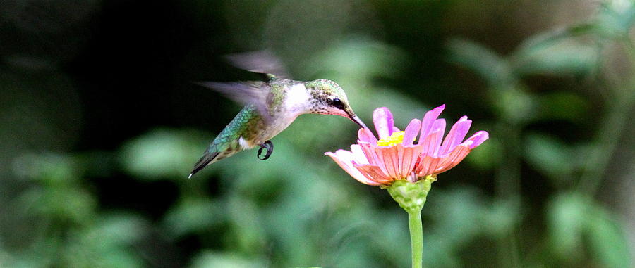 IMG_8050-007 - Ruby-throated Hummingbird Photograph by Travis Truelove