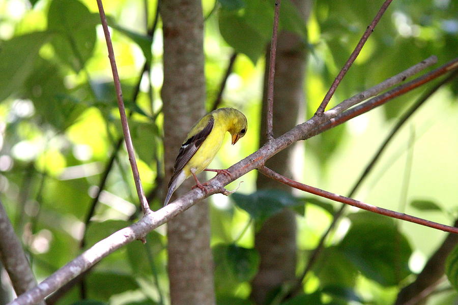 IMG_8050 - American Goldfinch Photograph by Travis Truelove