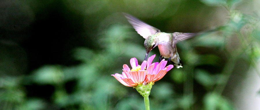 IMG_8054-011 - Ruby-throated Hummingbird Photograph by Travis Truelove