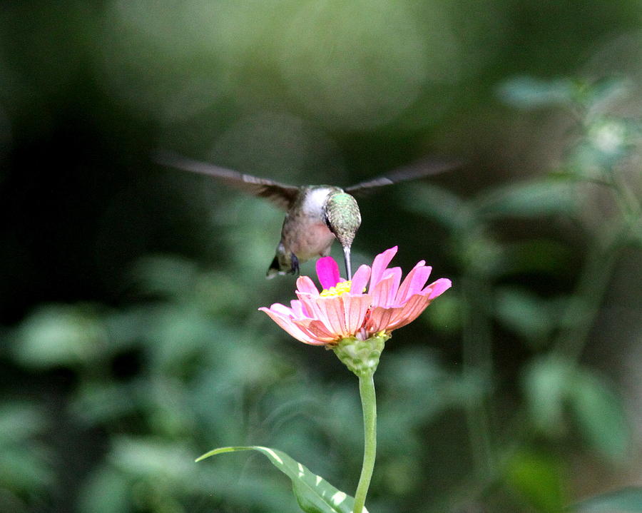 IMG_8058-003 -  Ruby-throated Hummingbird Photograph by Travis Truelove
