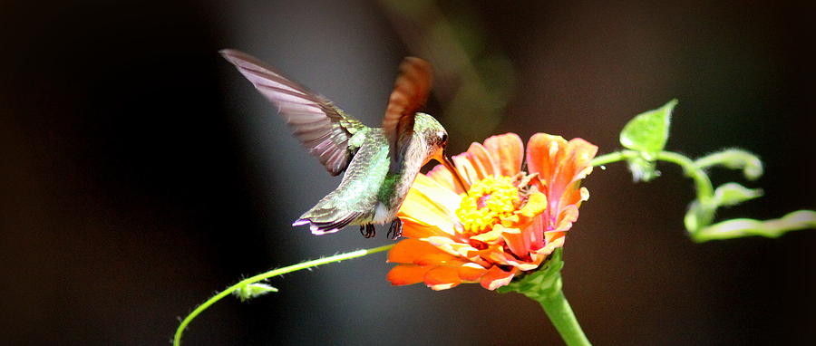 IMG_8066-009 - Ruby-throated Hummingbird Photograph by Travis Truelove