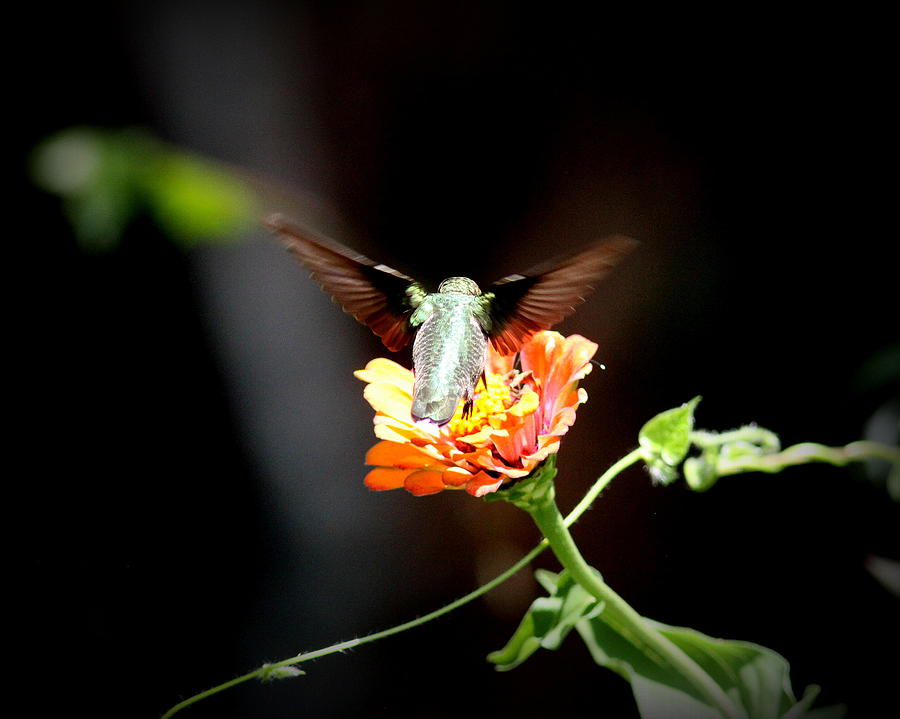 IMG_8075 -  Ruby-throated Hummingbird Photograph by Travis Truelove