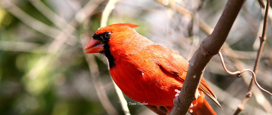 IMG_8078 - Northern Cardinal Photograph by Travis Truelove