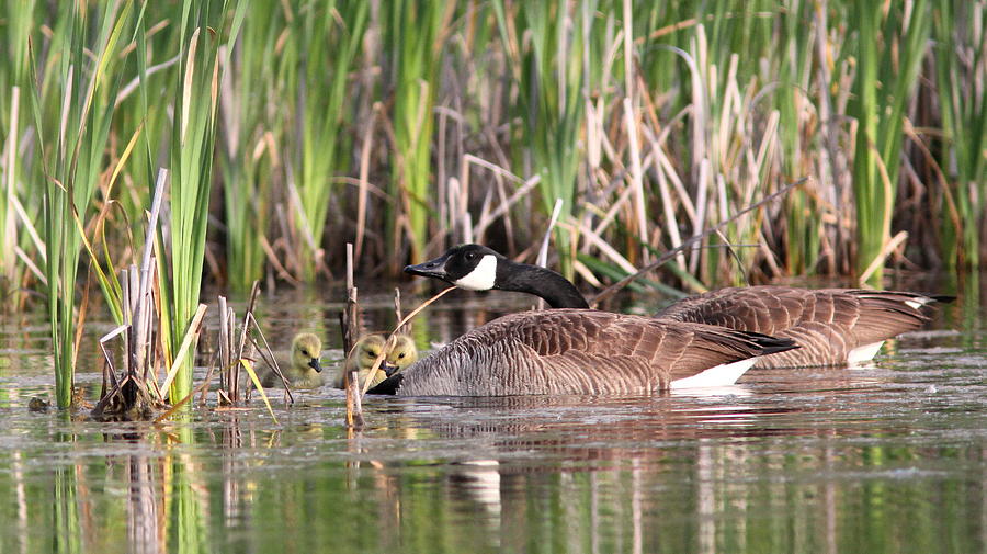 IMG_8110 - Canada Goose Photograph by Travis Truelove