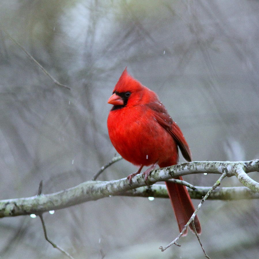 IMG_8110 - Northern Cardinal Photograph by Travis Truelove
