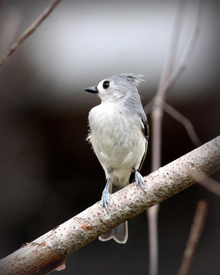 IMG_8120 - Tufted Titmouse Photograph by Travis Truelove