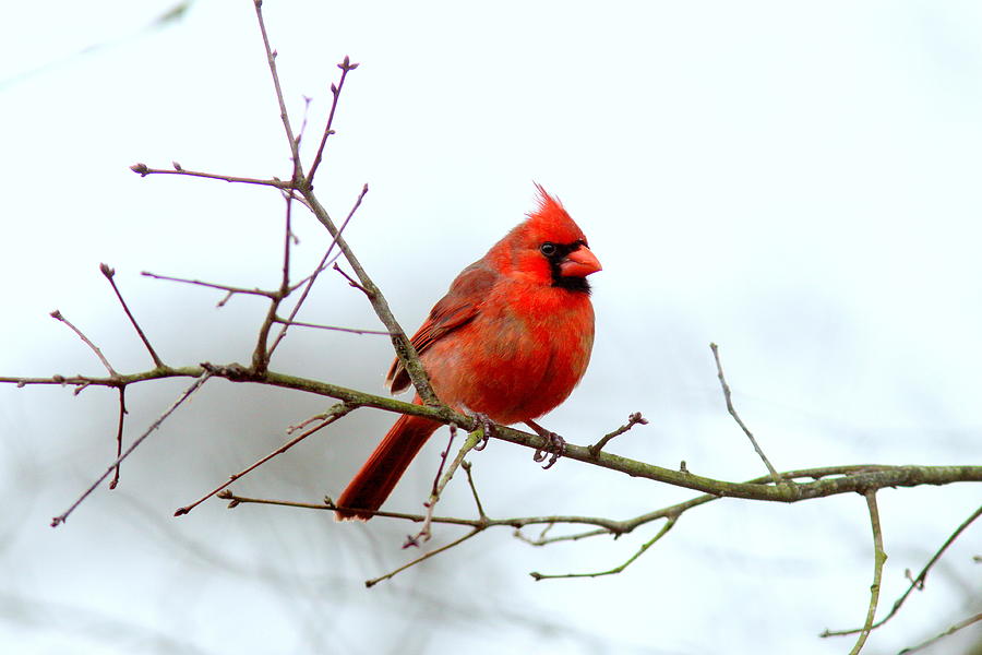 IMG_8121 - Northern Cardinal Photograph by Travis Truelove