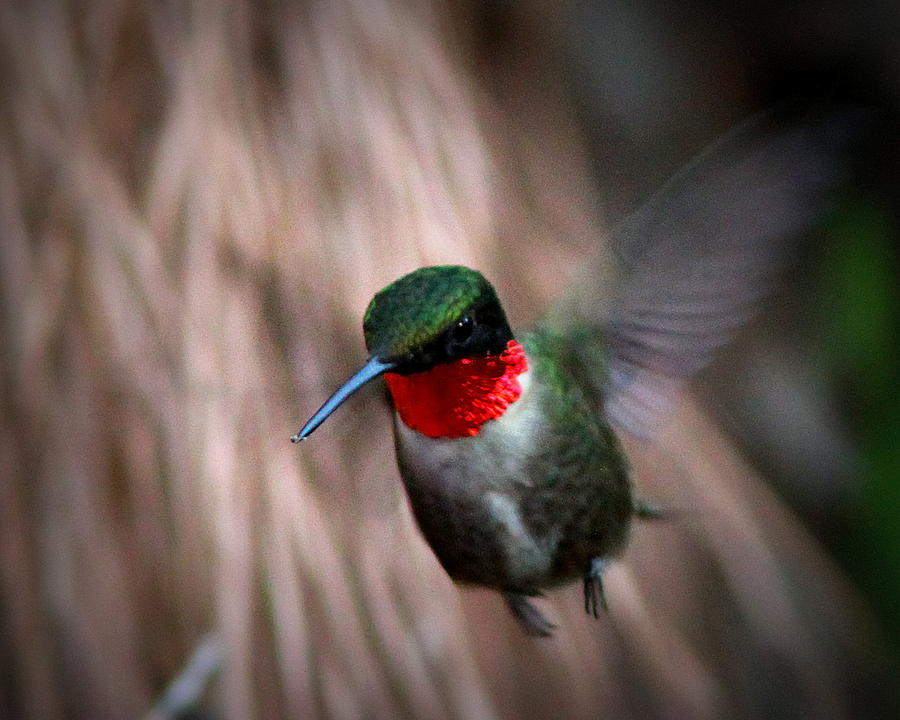 IMG_8125 - Ruby-throated Hummingbird Photograph by Travis Truelove