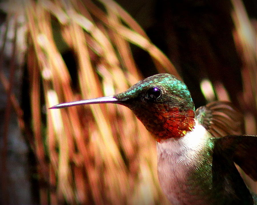 IMG_8132-004 - Ruby-throated Hummingbird Photograph by Travis Truelove