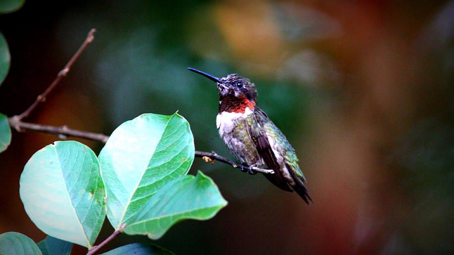 IMG_8136-004 - Ruby-throated Hummingbird Photograph by Travis Truelove