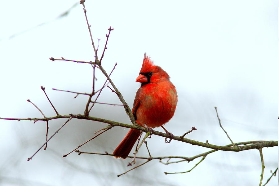 IMG_8136 - Northern Cardinal Photograph by Travis Truelove