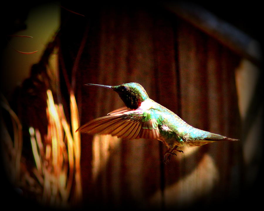 IMG_8142 - Ruby-throated Hummingbird Photograph by Travis Truelove