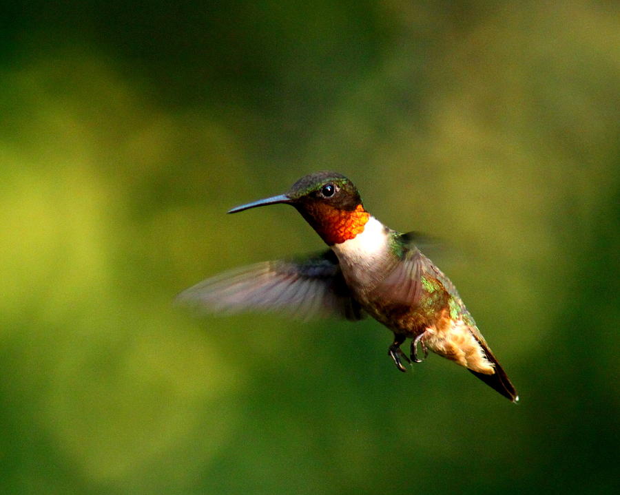 IMG_8152-007 - Ruby-throated Hummingbird Photograph by Travis Truelove