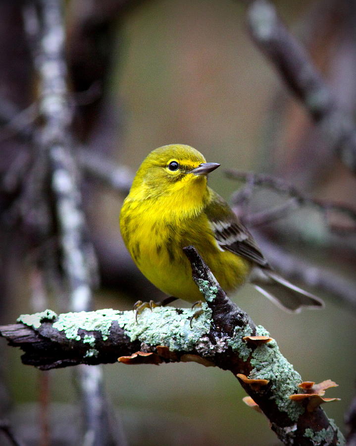 IMG_8193-004 - Pine Warbler Photograph by Travis Truelove