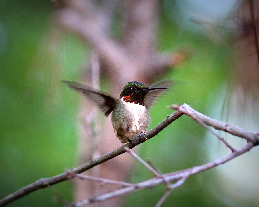 IMG_8203-001 - Ruby-throated Hummingbird                              Photograph by Travis Truelove