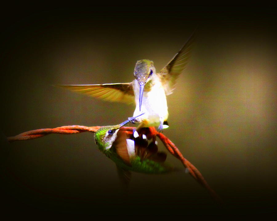 IMG_8302-009 - Ruby-throated Hummingbird Photograph by Travis Truelove