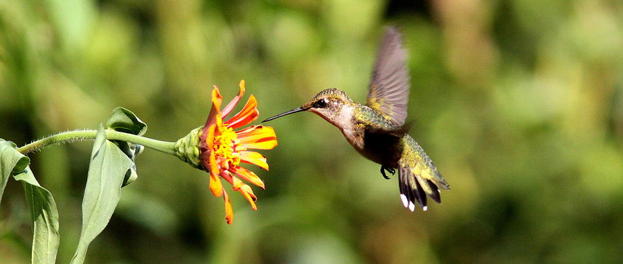 Img_8271-004 - Ruby-throated Hummingbird Photograph