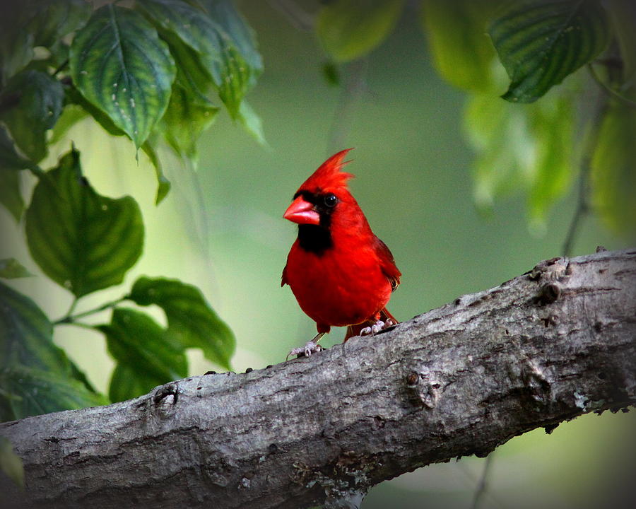 IMG_8280 - Northern Cardinal Photograph by Travis Truelove