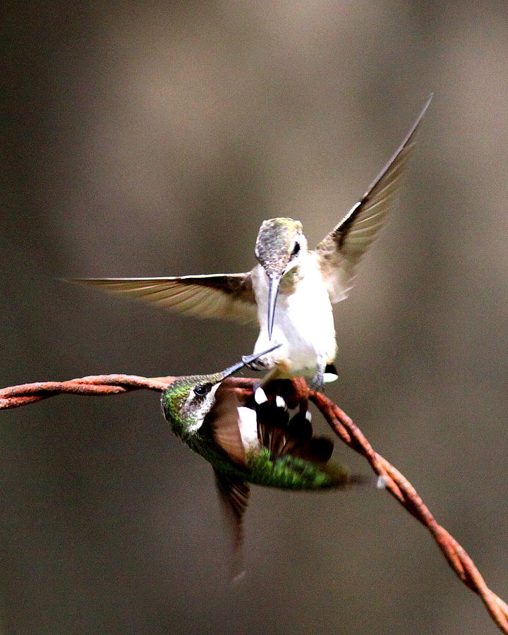 IMG_8302-001 - Ruby-throated Hummingbird Photograph by Travis Truelove