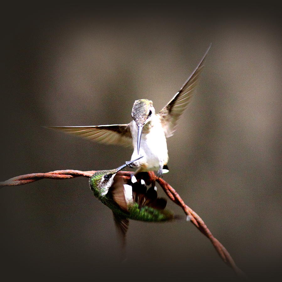 IMG_8302-015 -  Ruby-throated Hummingbird Photograph by Travis Truelove