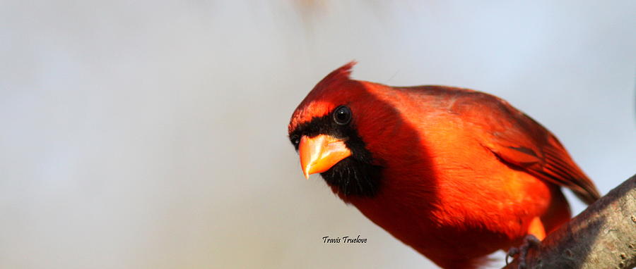 IMG_8309 - Northern Cardinal Photograph by Travis Truelove