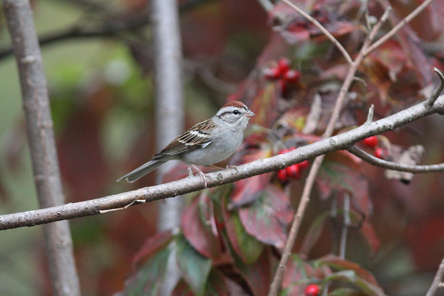 IMG_8322-001 - Chipping Sparrow Photograph by Travis Truelove