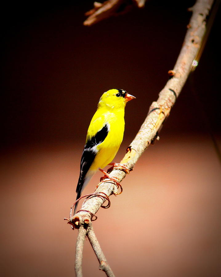 IMG_8331 - American Goldfinch Photograph by Travis Truelove