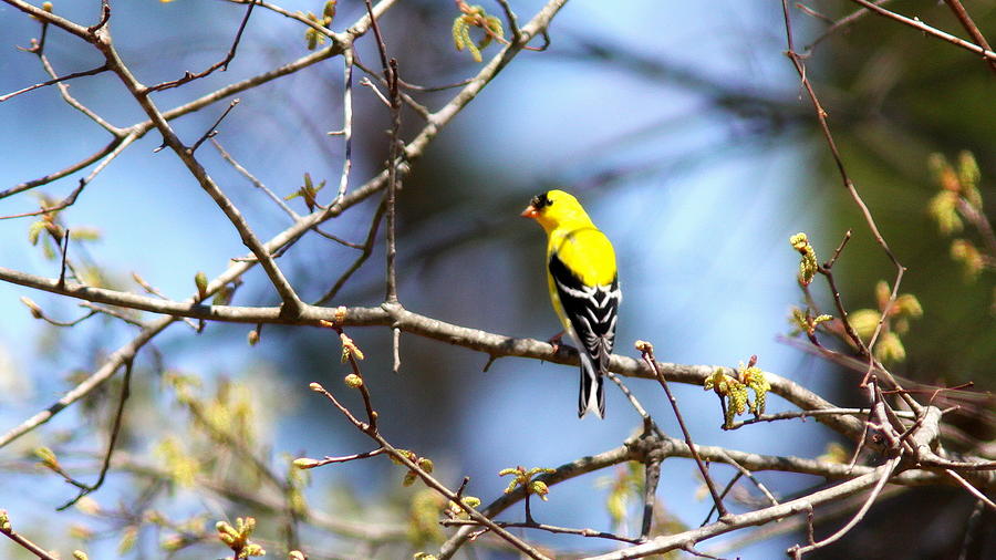 IMG_8349-002 - American Goldfinch Photograph by Travis Truelove