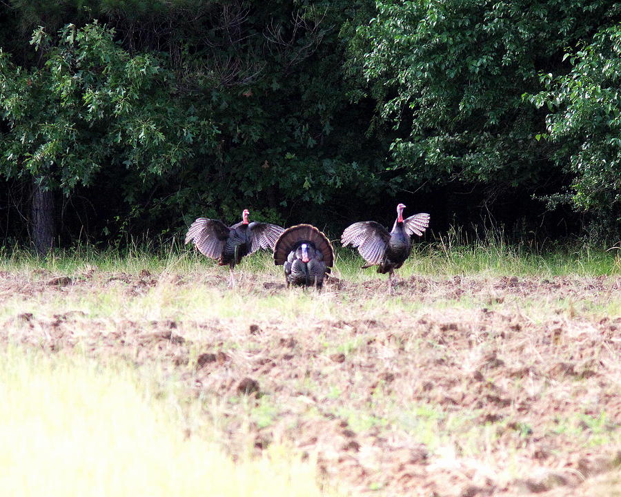 IMG_8361-004 - Wild Turkey Photograph by Travis Truelove
