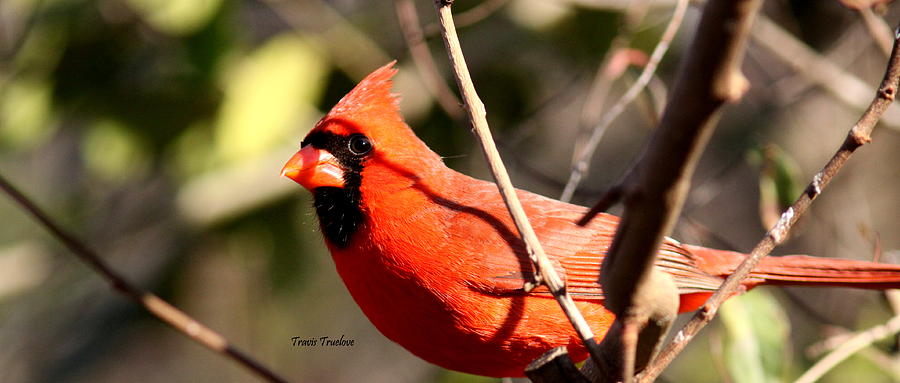 IMG_8376 - Northern Cardinal Photograph by Travis Truelove