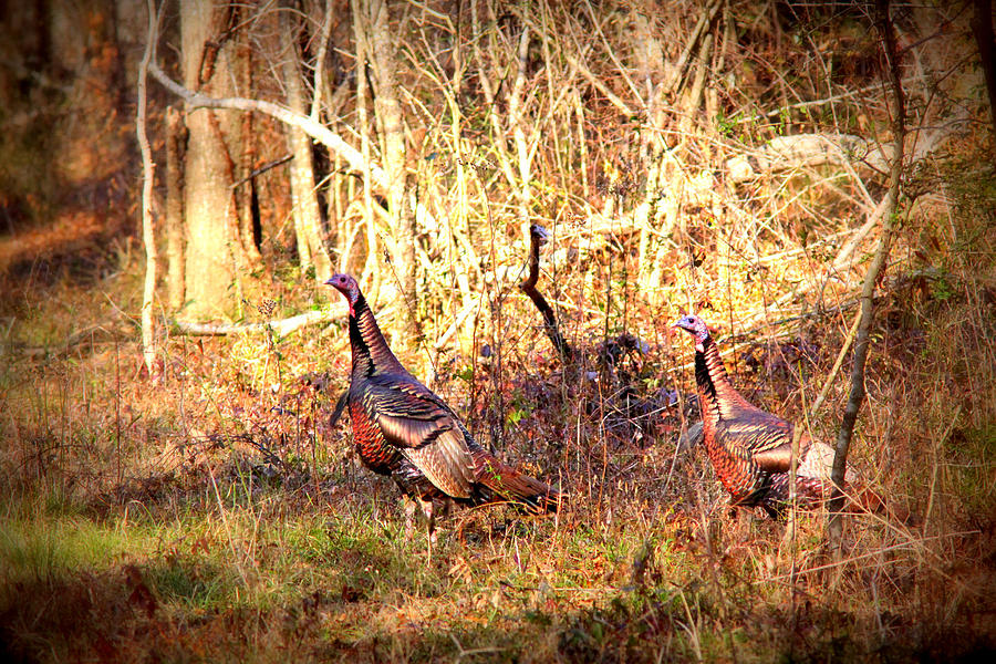 IMG_8378 - Wild Turkey Photograph by Travis Truelove