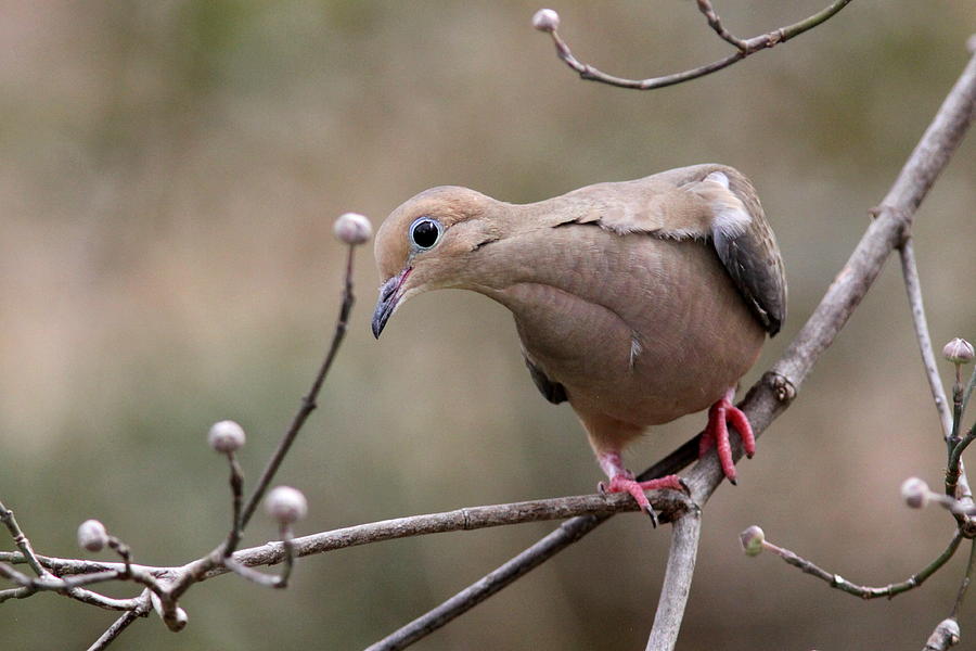IMG_8389 - Mourning Dove Photograph by Travis Truelove