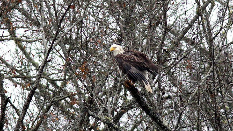 IMG_8394- Bald Eagle Photograph by Travis Truelove