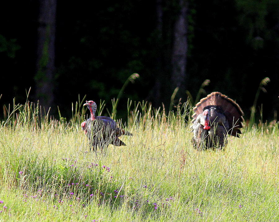 IMG_8429-001 - Wild Turkey Photograph by Travis Truelove