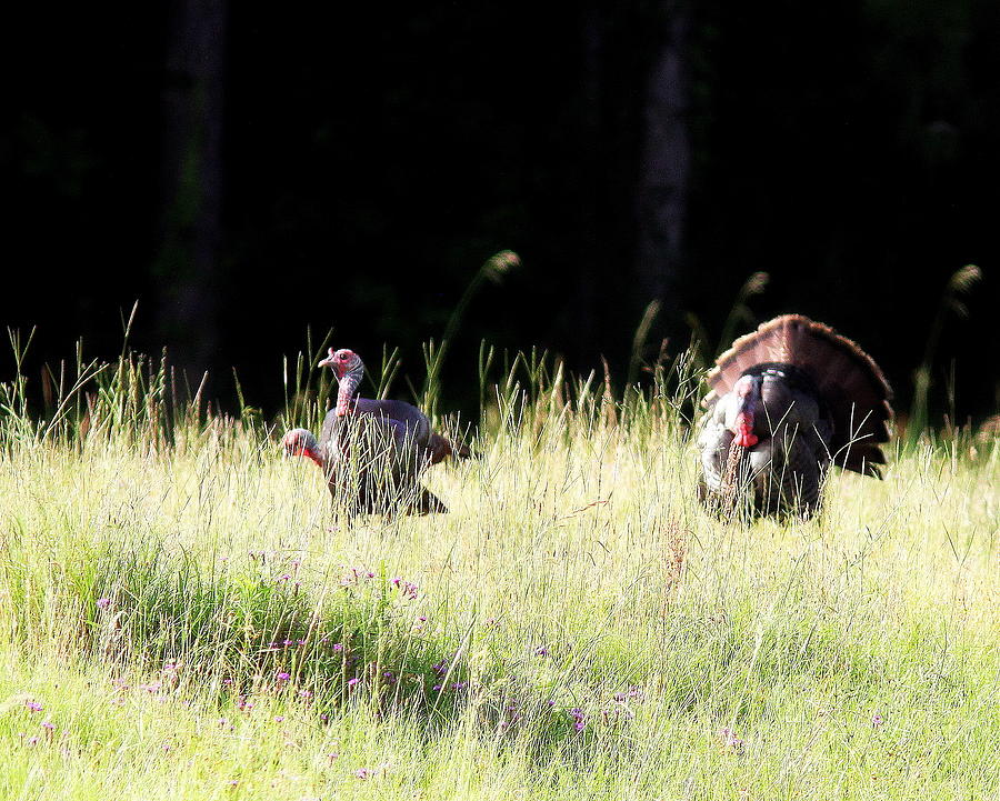 IMG_8430-002 - Wild Turkey Photograph by Travis Truelove