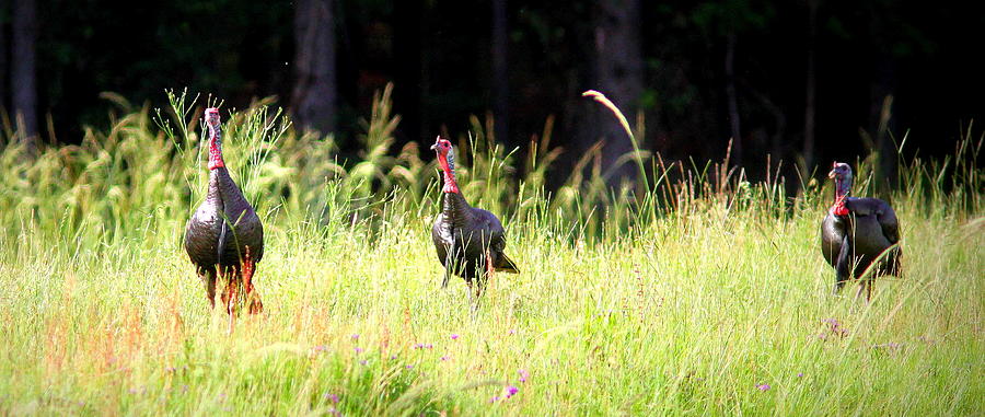 IMG_8437-004 - Wild Turkey Photograph by Travis Truelove