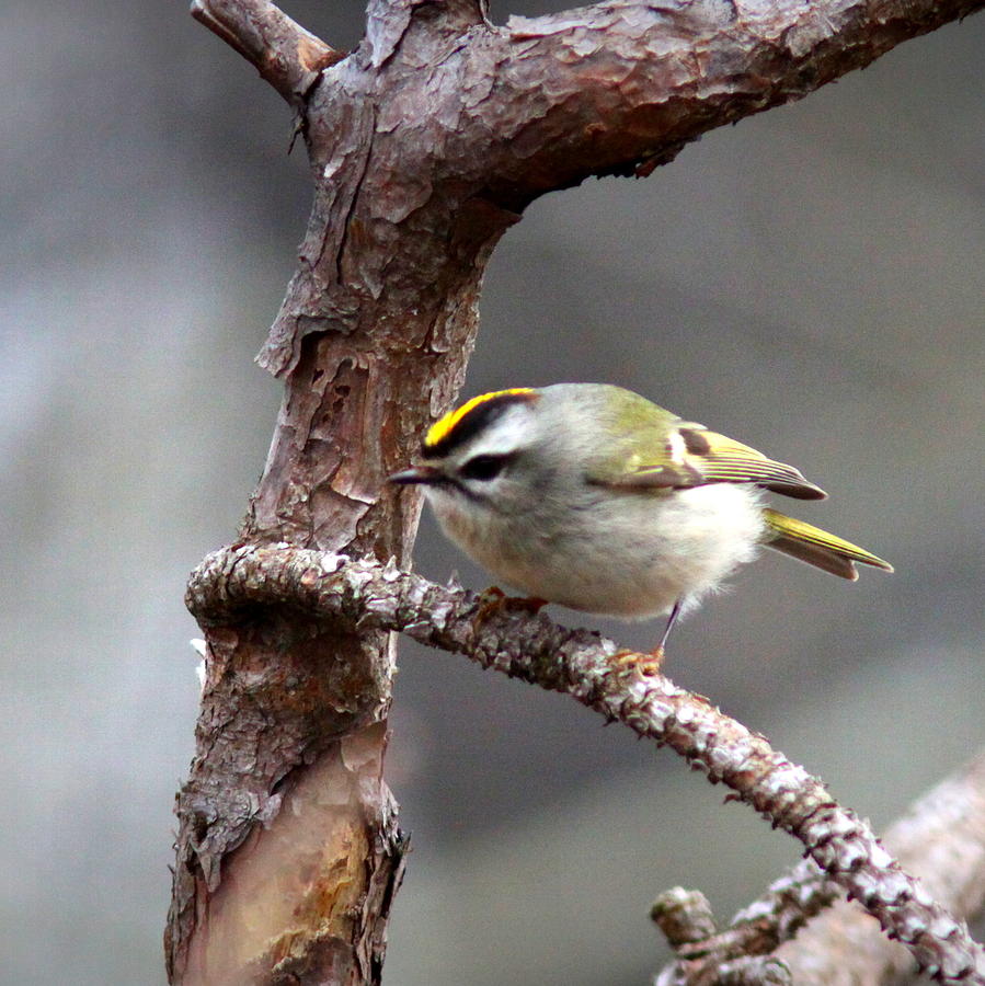 IMG_8442-001 - Golden-crowned Kinglet Photograph by Travis Truelove