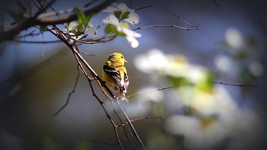 IMG_8468-001 - American Goldfinch Photograph by Travis Truelove