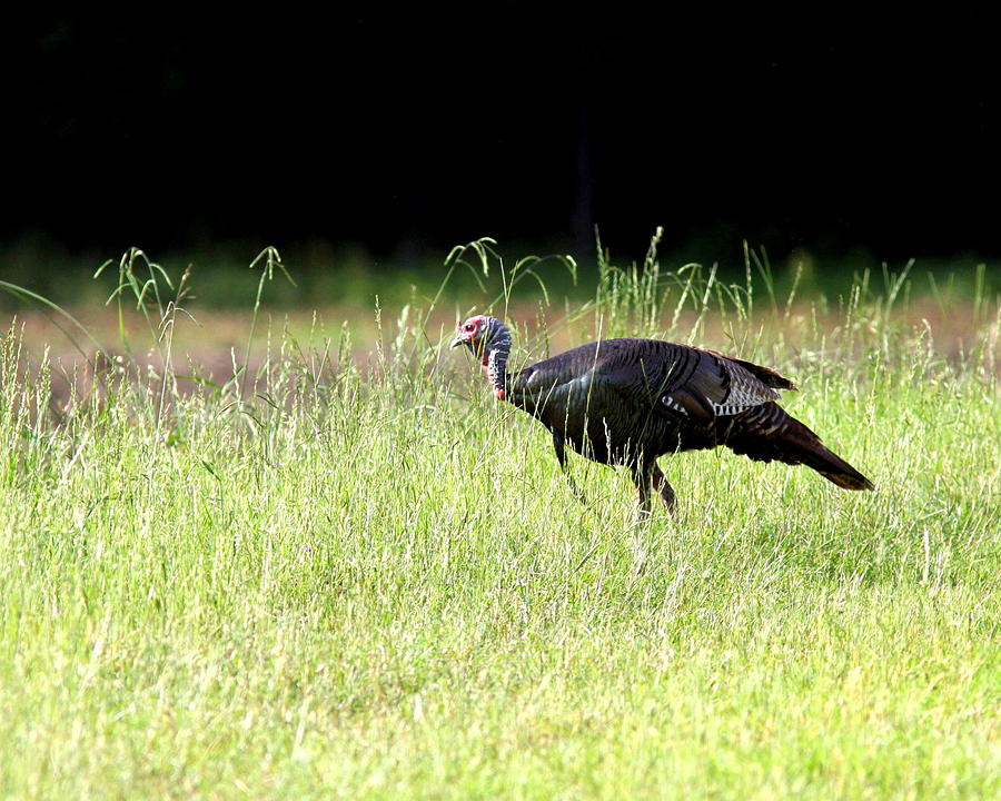 IMG_8476-001 - Wild Turkey Photograph by Travis Truelove
