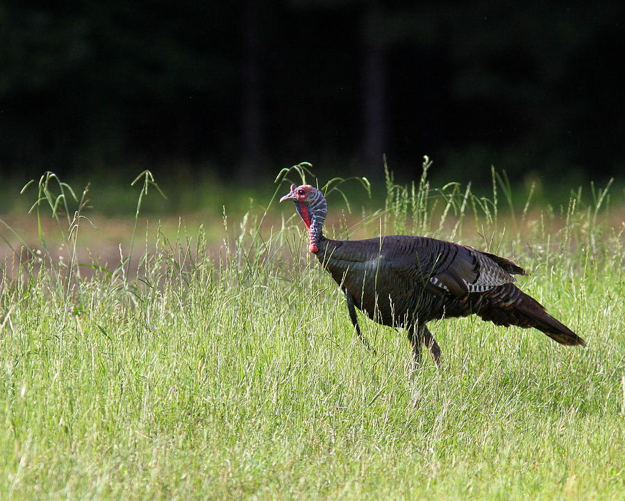 IMG_8477 - Wild Turkey Photograph by Travis Truelove