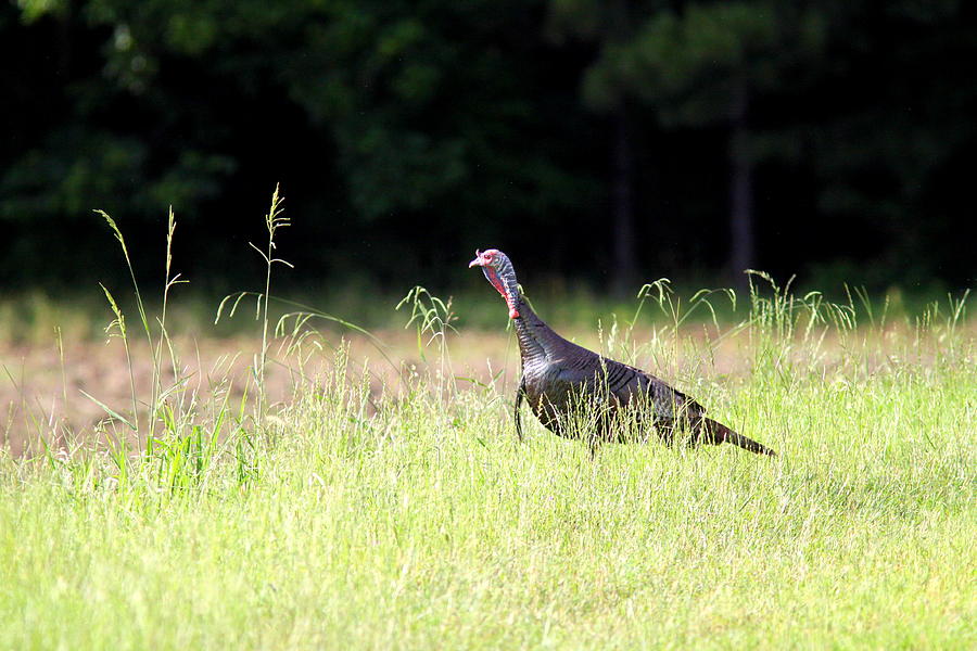 IMG_8482-001 - Wild Turkey Photograph by Travis Truelove