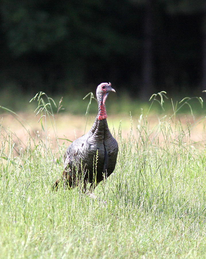 IMG_8485-002 - Wild Turkey Photograph by Travis Truelove