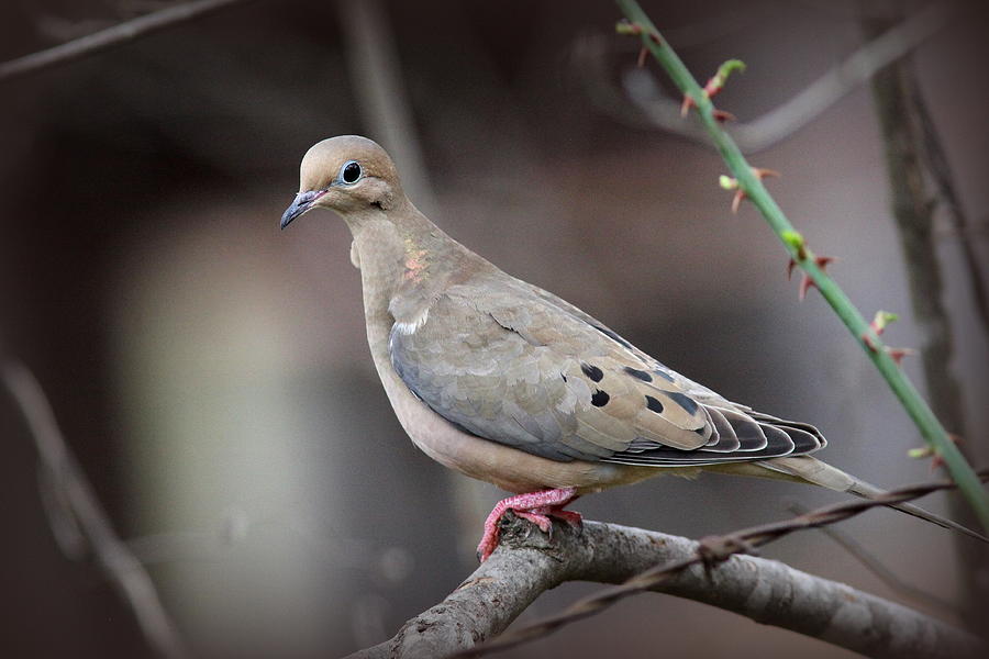 Img_8525 - Mourning Dove Photograph