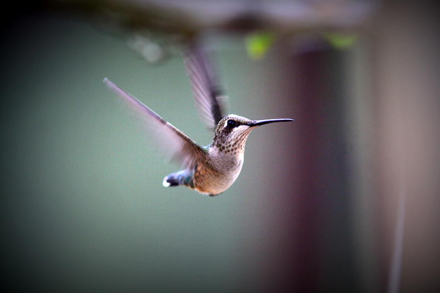 IMG_8532 - Ruby-throated Hummingbird Photograph by Travis Truelove