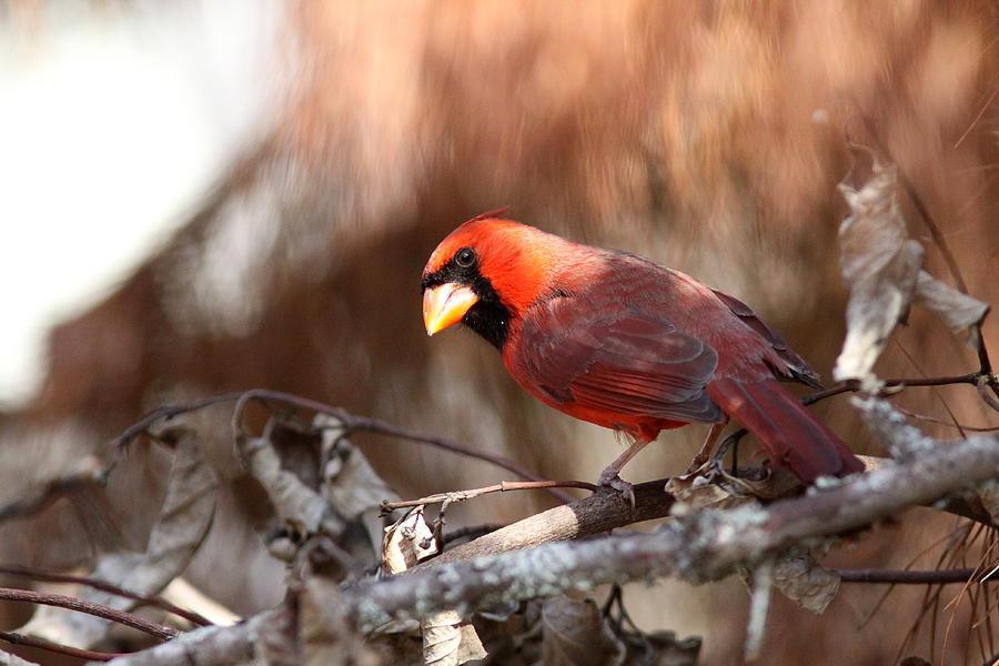 IMG_8599-001 - Northern Cardinal Photograph by Travis Truelove