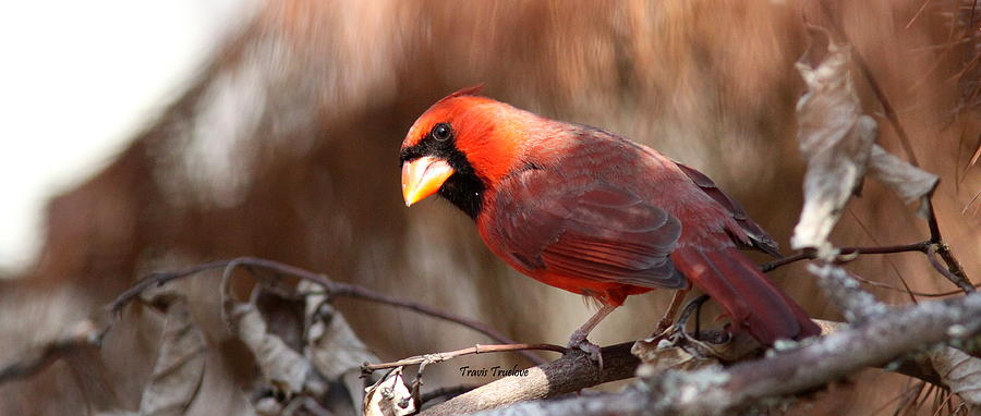 IMG_8599 - Northern Cardinal Photograph by Travis Truelove