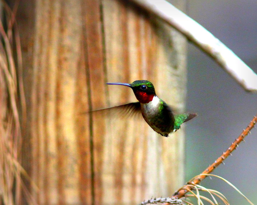 IMG_8608 -0 Ruby-throated Hummingbird Photograph by Travis Truelove