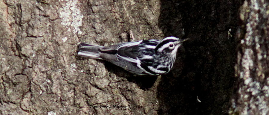 IMG_8614-003 -  Black and White Warbler Photograph by Travis Truelove