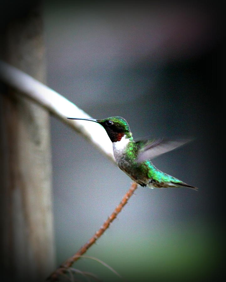 IMG_8632 - Ruby-throated Hummingbird Photograph by Travis Truelove